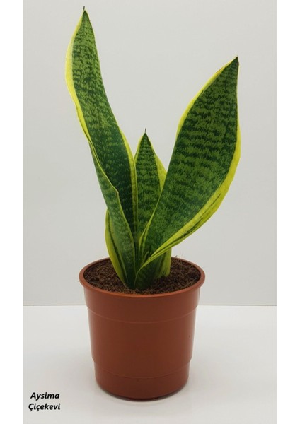Çok Avantajlı Paşa Kılıcı Sansevaria Peygamber Kılıç Çiçeği 35 cm