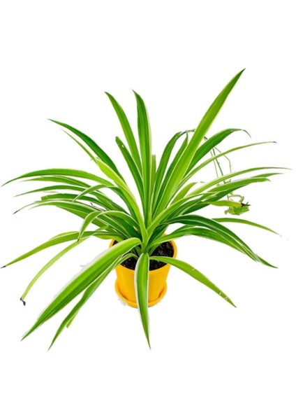 Çok Avantajlı Kurdele Çiçeği Chlorophytum