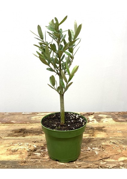Hediyelik Bonsai Zeytini 25-30 cm