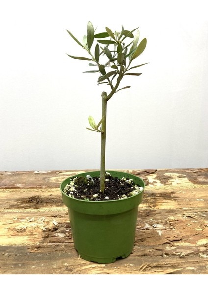 Hediyelik Bonsai Zeytini 25-30 cm fiyatları