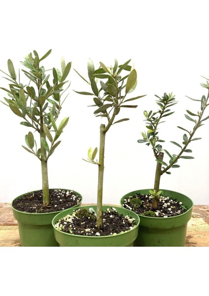 Hediyelik Bonsai Zeytini 25-30 cm indirimleri