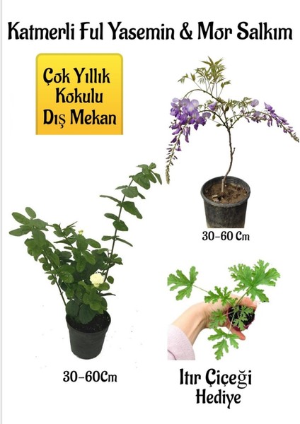 Çok Avantajlı Kokulu Katmerli Ful Yasemin Çiçeği+Mor Salkım Ağacı Fidanı Itır Çiçeği Hediyeli