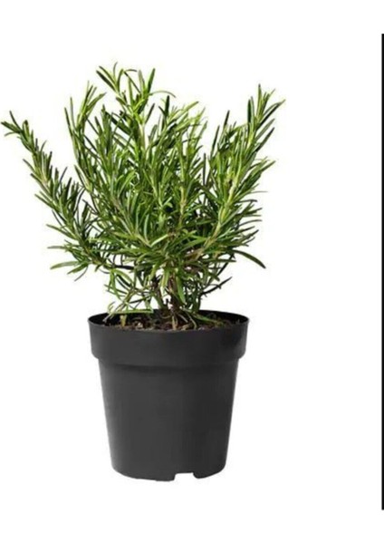 Çok Avantajlı Biberiye Bitkisi Saksıda 25 30CM Ev Ofis Bahçe Bitkisi modelleri