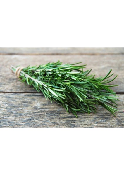 Çok Avantajlı Biberiye Bitkisi Saksıda 25 30CM Ev Ofis Bahçe Bitkisi fırsatları