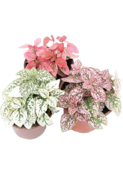 Çok Avantajlı 3'lü Hipoestes Phyllostachya - Hostes Çiçeği Kırmızı Çilli Yaprak Çiçeği