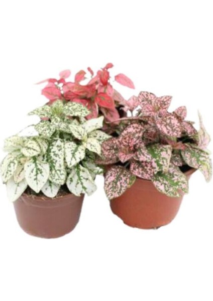 Çok Avantajlı 3'lü Hipoestes Phyllostachya - Hostes Çiçeği Kırmızı Çilli Yaprak Çiçeği fiyatları