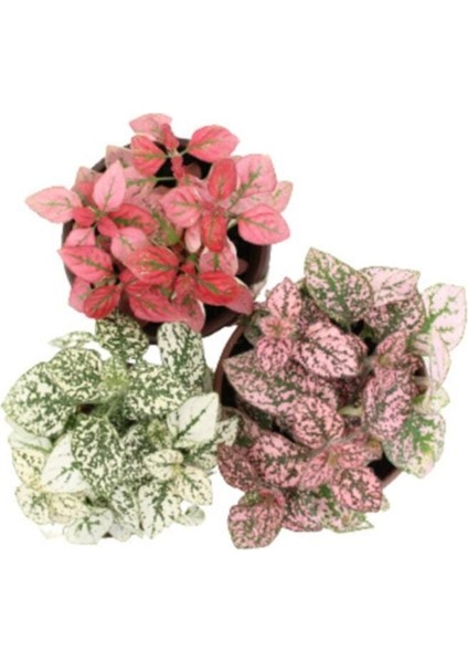 Çok Avantajlı 3'lü Hipoestes Phyllostachya - Hostes Çiçeği Kırmızı Çilli Yaprak Çiçeği modelleri