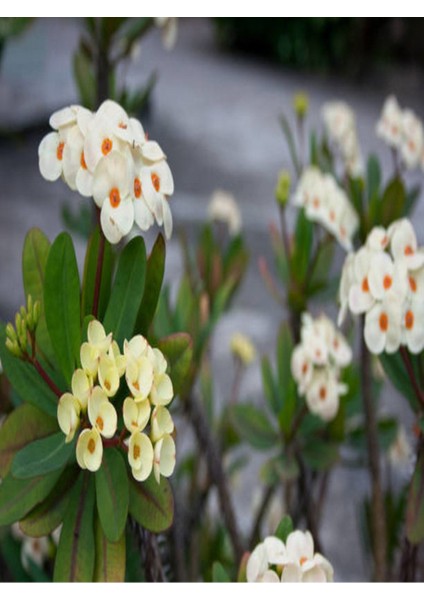 Çok Avantajlı Dikenler Tacı Çiçekli Beyaz 8,5 Saksıda Dolgun Formlu İç Mekan Bitkisi