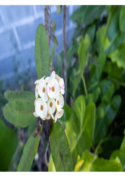 Çok Avantajlı Dikenler Tacı Çiçekli Beyaz 8,5 Saksıda Dolgun Formlu İç Mekan Bitkisi fiyatları