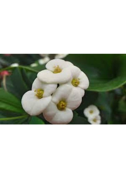 Çok Avantajlı Dikenler Tacı Çiçekli Beyaz 8,5 Saksıda Dolgun Formlu İç Mekan Bitkisi modelleri