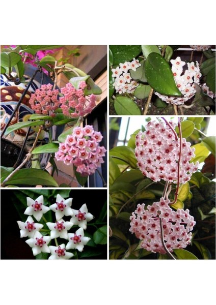 Çok Avantajlı Mum Çiçeği Fidesi Hoya Carnosa Kokulu 9cm Saksıda 2 Adet fiyatları