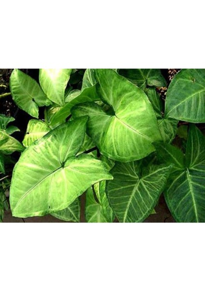 Çok Avantajlı Melek Kanadı Çiçeği Fidanı 40 cm