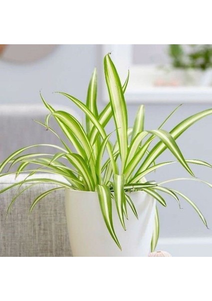 Çok Avantajlı Hava Temizleyen Kurdela Çiçeği Ev Ofis İç Mekan Salon Bitkisi