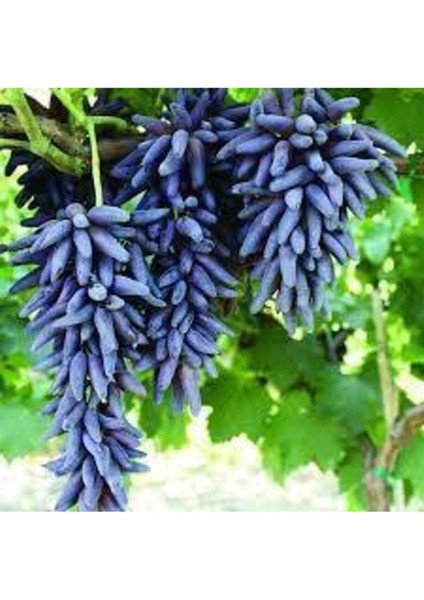 Avantajlı Tüplü Üzüm Fidanı( Cadı Parmağı) 1 Yaşında Aşılı Yüksek Verimli