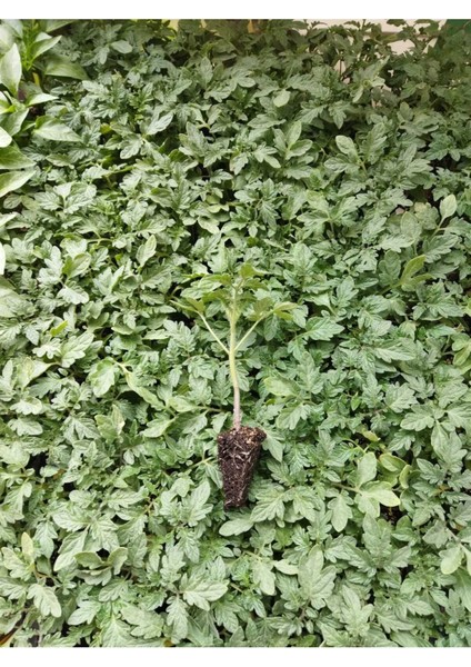 Sebze Fidesi Hobi Seti 50 Adet fiyatları