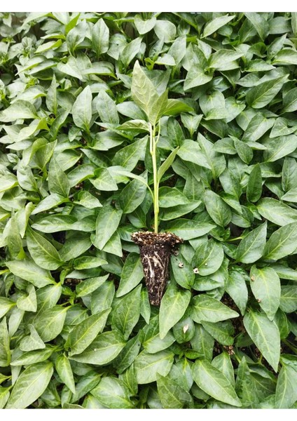 Sebze Fidesi Hobi Seti 50 Adet modelleri