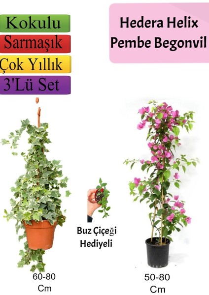 Çok Avantajlı Hedera Helix Sarmaşığı+ Pembe Begonvil+ Buz Çiçeği Hediyeli