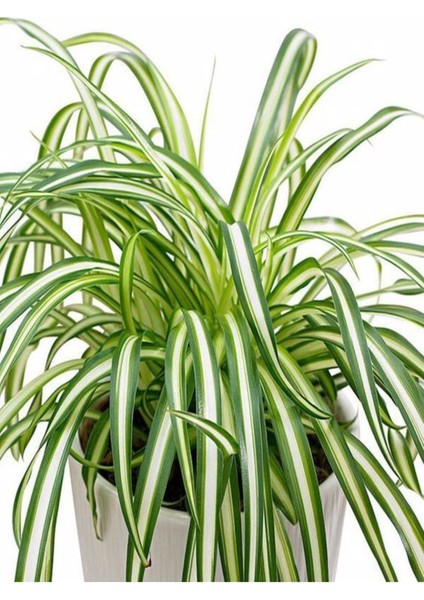 Çok Avantajlı Hava Temizleyen Kurdela Çiçeği Ev Ofis İç Mekan Salon Bitkisi fiyatları