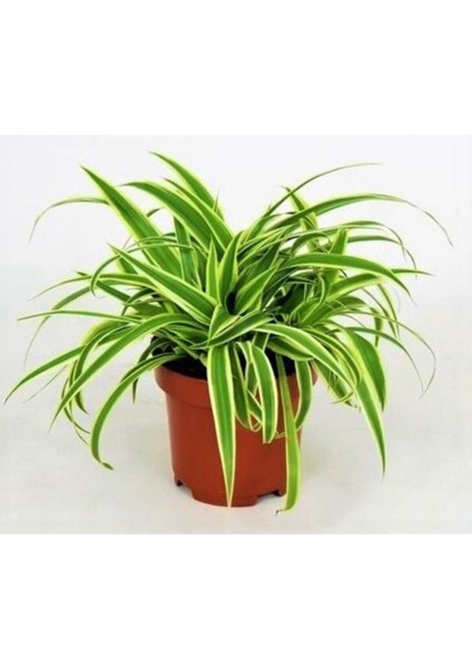 Çok Avantajlı Hava Temizleyen Kurdela Çiçeği Ev Ofis İç Mekan Salon Bitkisi modelleri