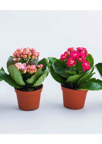 Çok Avantajlı Mini Kalanşo 2.adet Mini Boy 5,5 Saksıda