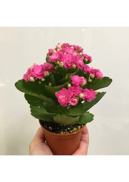 Çok Avantajlı Mini Kalanşo 2.adet Mini Boy 5,5 Saksıda fiyatları