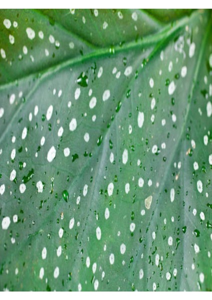 Kampanyalı Çilli Begonya 8.5 Saksıda Begonia Corollina Mini Boy Bol Dallı İç Mekan Bitkisi fırsatları