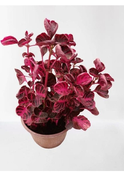 Kampanyalı Iresine Herbstii -Çingene Şalvarı Çiçeği Yaprak Güzeli Çiçeği İç Mekan Bitkisi