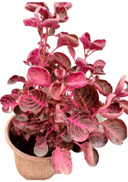 Kampanyalı Iresine Herbstii -Çingene Şalvarı Çiçeği Yaprak Güzeli Çiçeği İç Mekan Bitkisi fiyatları