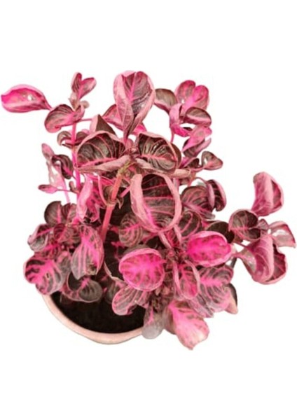 Kampanyalı Iresine Herbstii -Çingene Şalvarı Çiçeği Yaprak Güzeli Çiçeği İç Mekan Bitkisi modelleri