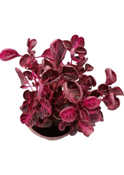 Kampanyalı Iresine Herbstii -Çingene Şalvarı Çiçeği Yaprak Güzeli Çiçeği İç Mekan Bitkisi fırsatları