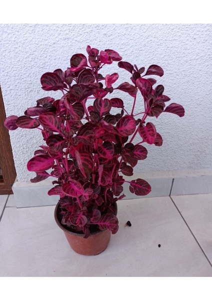 Kampanyalı Iresine Herbstii -Çingene Şalvarı Çiçeği Yaprak Güzeli Çiçeği İç Mekan Bitkisi indirimleri