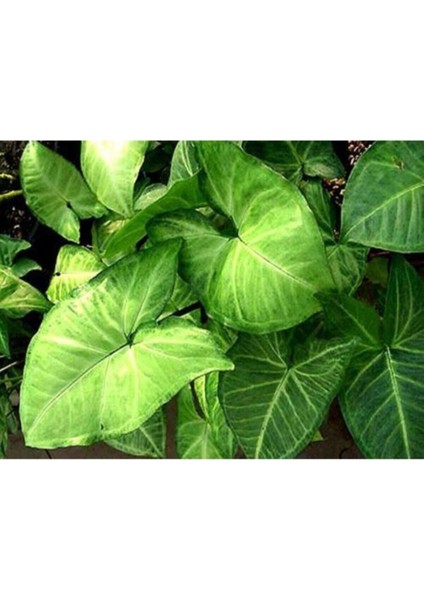 Kampanyalı Melek Kanadı Çiçeği Fidanı 40 cm