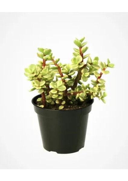 Kampanyalı Portulacaria Afra Variegata,fil Azığı Yeşim 5,5 Sukulent Saksısında Dolgun Formlu