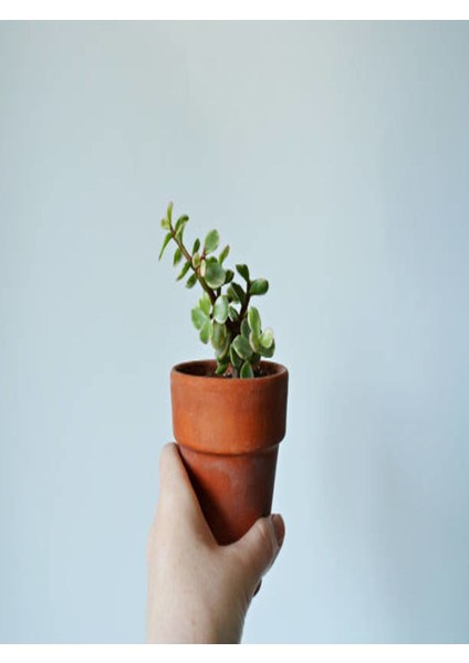 Kampanyalı Portulacaria Afra Variegata,fil Azığı Yeşim 5,5 Sukulent Saksısında Dolgun Formlu