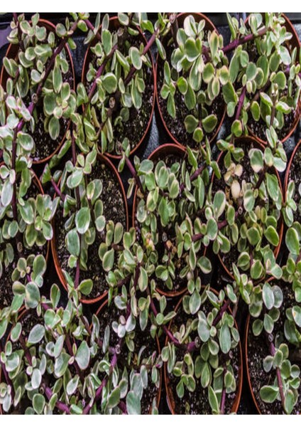 Kampanyalı Portulacaria Afra Variegata,fil Azığı Yeşim 5,5 Sukulent Saksısında Dolgun Formlu