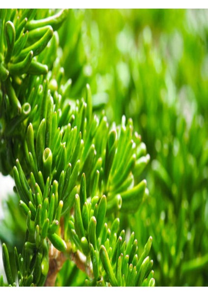 Kampanyalı 3lü Set Shrek Kulağı & Radyasyon Kaktüs & Crassula Ovata Para Çiçeği Dolgun Form fiyatları