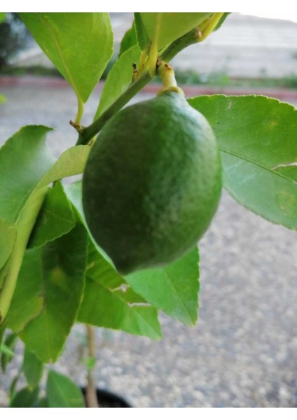 Avantajlı 2 Yaş Aşılı 7 Veren(Yediveren) Mayer Limon Fidanı (Saksılı)