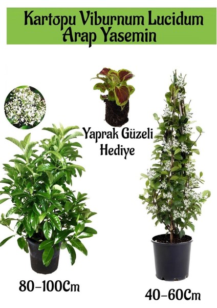Favori Ürün Kartopu Viburnum 1 Adet+Kokulu Arap Yasemini1 Adet+Yaprak Güzeli Hediye Bahçe Bitkisi