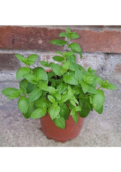 Saksılı Nane Fidanı Fidesi 1 Adet 10-20 cm Mentha