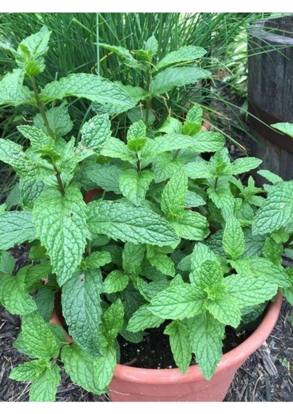Saksılı Nane Fidanı Fidesi 1 Adet 10-20 cm Mentha modelleri