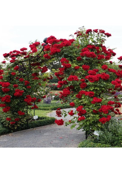 Sarmaşık Çardak Gülü Kırmızı 120 cm fiyatları