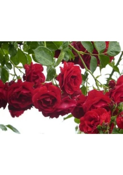 Sarmaşık Çardak Gülü Kırmızı 120 cm modelleri