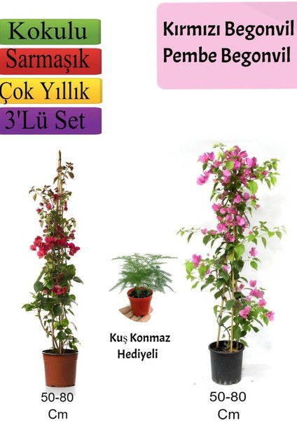 Çok Avantajlı Kırmızı+ Pembe Begonvil+ Tül Çiçeği Hediyeli