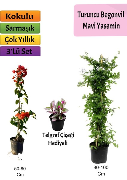 Çok Avantajlı Mavi Yasemin+ Turuncu Begonvil+ Telgraf Hediyeli