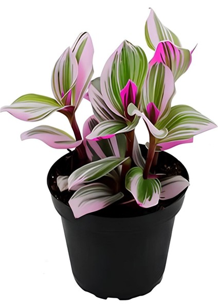 Çok Avantajlı Mavi Yasemin+ Turuncu Begonvil+ Telgraf Hediyeli fırsatları