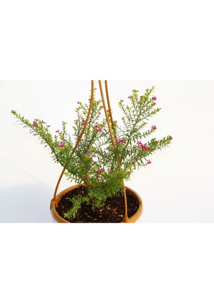 Cennet Çiçeği Askılı Saksıda Hediyelik fırsatları