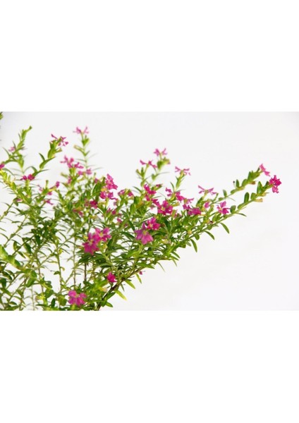 Cennet Çiçeği Askılı Saksıda Hediyelik indirimleri