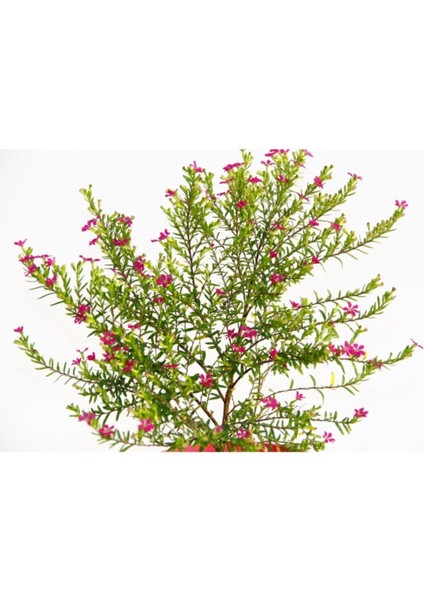 Cennet Çiçeği - Pembe Saksıda Hediyelik fırsatları