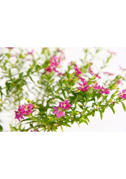 Cennet Çiçeği - Pembe Saksıda Hediyelik indirimleri