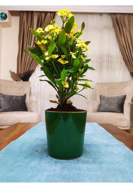 Çok Satan Dev Dikenler Tacı Çiçekçiği Milli Çiçeği Euphorbia Milli